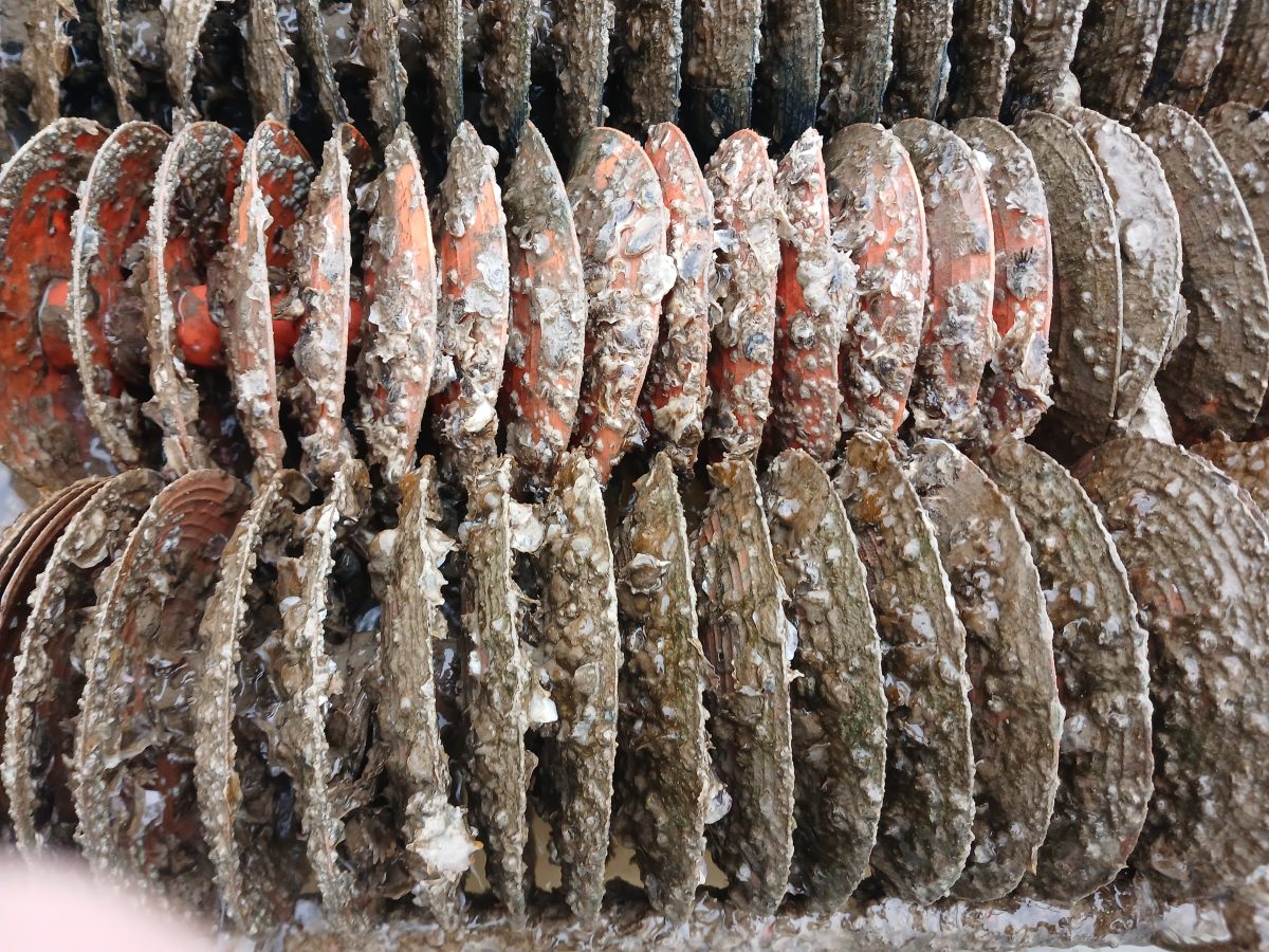 20260121_124740(0)[1]