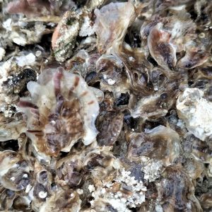 Avatar of l huitre du bassin