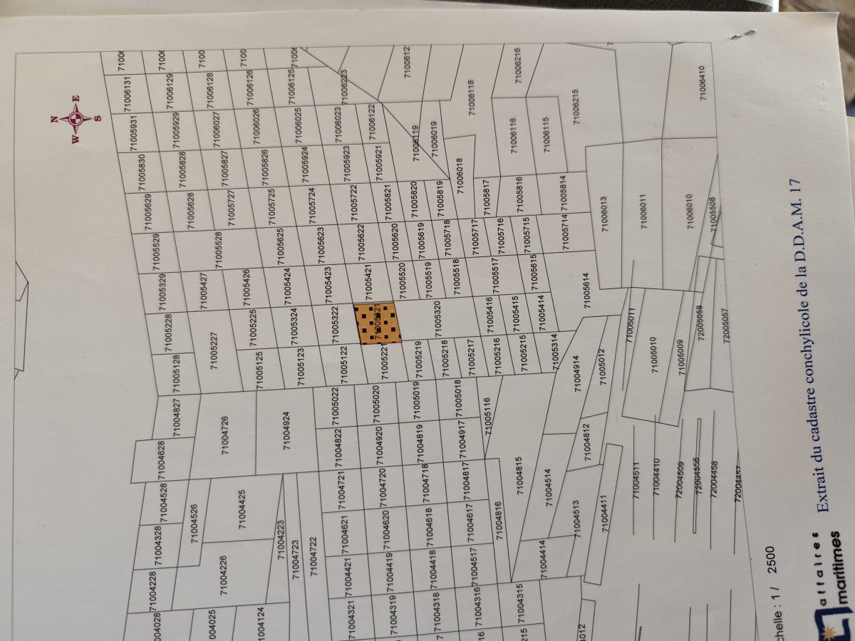 1000031294